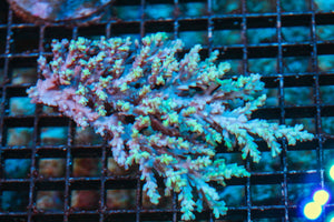 wholesale_coral - saltwater_fish saltwater_coral - rare corals - coralsdepot - Corals_Depot - live_corals - eye-catching-coral quality_marine_fish -quality-marine discoun