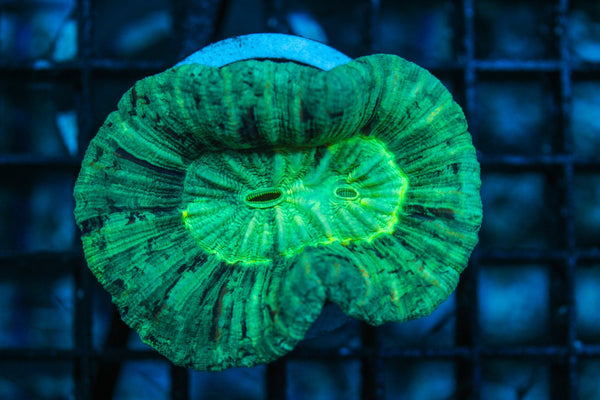 wholesale_coral - saltwater_fish saltwater_coral - rare corals - coralsdepot - Corals_Depot - live_corals - eye-catching-coral quality_marine_fish -quality-marine discoun