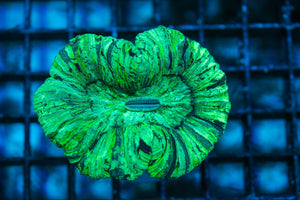 wholesale_coral - saltwater_fish saltwater_coral - rare corals - coralsdepot - Corals_Depot - live_corals - eye-catching-coral quality_marine_fish -quality-marine discoun
