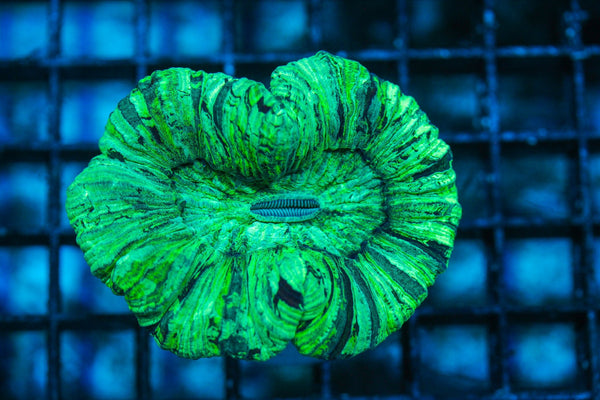 wholesale_coral - saltwater_fish saltwater_coral - rare corals - coralsdepot - Corals_Depot - live_corals - eye-catching-coral quality_marine_fish -quality-marine discoun