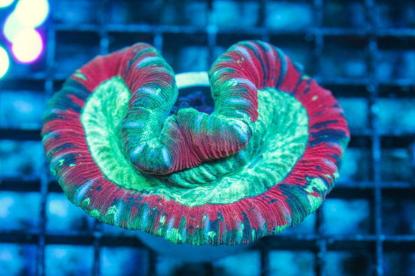 wholesale_coral - saltwater_fish saltwater_coral - rare corals - coralsdepot - Corals_Depot - live_corals - eye-catching-coral quality_marine_fish -quality-marine discoun