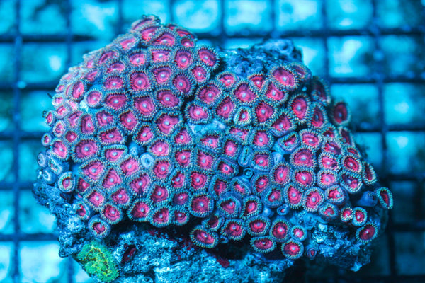 wholesale_coral - saltwater_fish saltwater_coral - rare corals - coralsdepot - Corals_Depot - live_corals - eye-catching-coral quality_marine_fish -quality-marine discoun