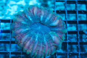 wholesale_coral - saltwater_fish saltwater_coral - rare corals - coralsdepot - Corals_Depot - live_corals - eye-catching-coral quality_marine_fish -quality-marine discoun