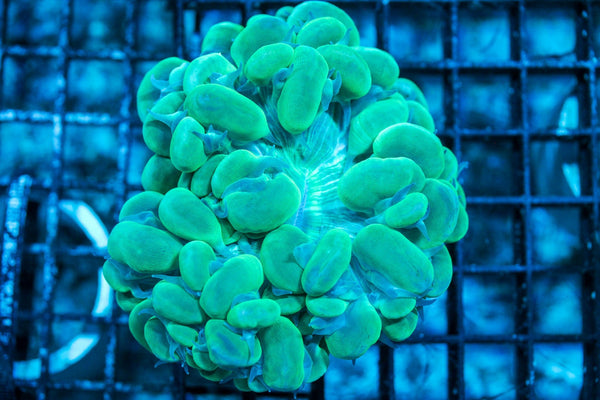wholesale_coral - saltwater_fish saltwater_coral - rare corals - coralsdepot - Corals_Depot - live_corals - eye-catching-coral quality_marine_fish -quality-marine discoun