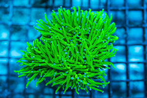 wholesale_coral - saltwater_fish saltwater_coral - rare corals - coralsdepot - Corals_Depot - live_corals - eye-catching-coral quality_marine_fish -quality-marine discoun