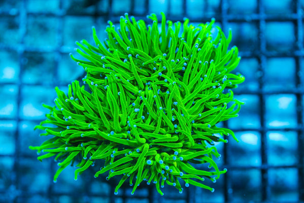 wholesale_coral - saltwater_fish saltwater_coral - rare corals - coralsdepot - Corals_Depot - live_corals - eye-catching-coral quality_marine_fish -quality-marine discoun