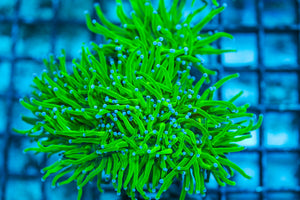 wholesale_coral - saltwater_fish saltwater_coral - rare corals - coralsdepot - Corals_Depot - live_corals - eye-catching-coral quality_marine_fish -quality-marine discoun