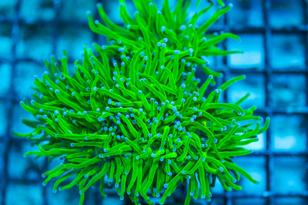 wholesale_coral - saltwater_fish saltwater_coral - rare corals - coralsdepot - Corals_Depot - live_corals - eye-catching-coral quality_marine_fish -quality-marine discoun