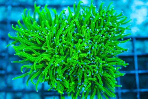 wholesale_coral - saltwater_fish saltwater_coral - rare corals - coralsdepot - Corals_Depot - live_corals - eye-catching-coral quality_marine_fish -quality-marine discoun