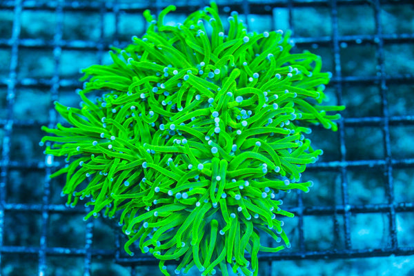 wholesale_coral - saltwater_fish saltwater_coral - rare corals - coralsdepot - Corals_Depot - live_corals - eye-catching-coral quality_marine_fish -quality-marine discoun