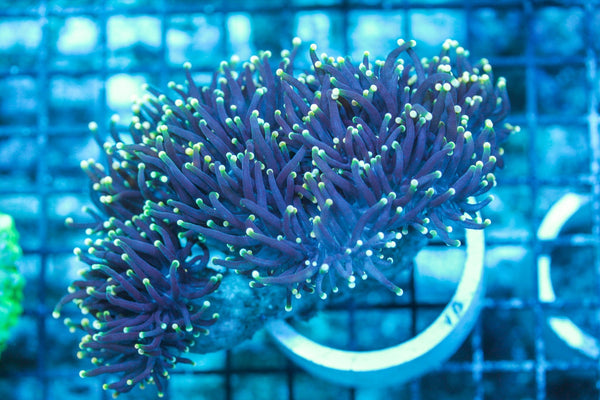 wholesale_coral - saltwater_fish saltwater_coral - rare corals - coralsdepot - Corals_Depot - live_corals - eye-catching-coral quality_marine_fish -quality-marine discoun