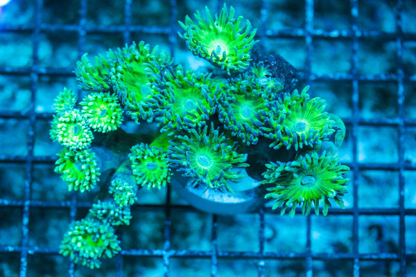 wholesale_coral - saltwater_fish saltwater_coral - rare corals - coralsdepot - Corals_Depot - live_corals - eye-catching-coral quality_marine_fish -quality-marine discoun