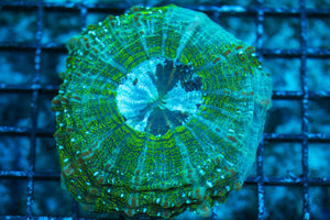 wholesale_coral - saltwater_fish saltwater_coral - rare corals - coralsdepot - Corals_Depot - live_corals - eye-catching-coral quality_marine_fish -quality-marine discoun