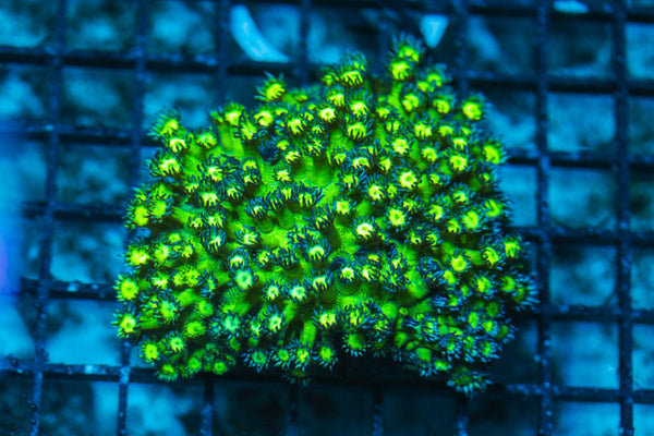 wholesale_coral - saltwater_fish saltwater_coral - rare corals - coralsdepot - Corals_Depot - live_corals - eye-catching-coral quality_marine_fish -quality-marine discoun