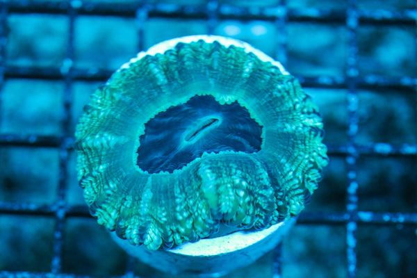 wholesale_coral - saltwater_fish saltwater_coral - rare corals - coralsdepot - Corals_Depot - live_corals - eye-catching-coral quality_marine_fish -quality-marine discoun