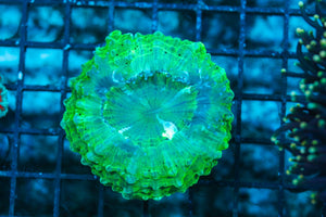 wholesale_coral - saltwater_fish saltwater_coral - rare corals - coralsdepot - Corals_Depot - live_corals - eye-catching-coral quality_marine_fish -quality-marine discoun