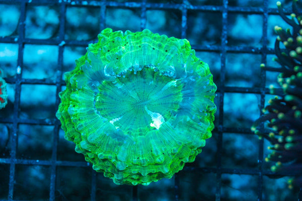 wholesale_coral - saltwater_fish saltwater_coral - rare corals - coralsdepot - Corals_Depot - live_corals - eye-catching-coral quality_marine_fish -quality-marine discoun