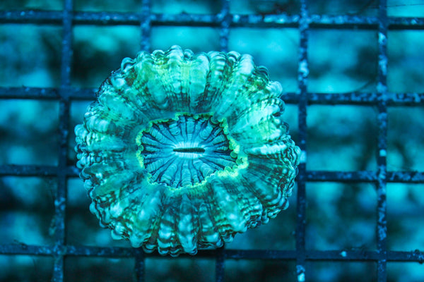 wholesale_coral - saltwater_fish saltwater_coral - rare corals - coralsdepot - Corals_Depot - live_corals - eye-catching-coral quality_marine_fish -quality-marine discoun