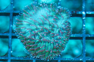 wholesale_coral - saltwater_fish saltwater_coral - rare corals - coralsdepot - Corals_Depot - live_corals - eye-catching-coral quality_marine_fish -quality-marine discoun