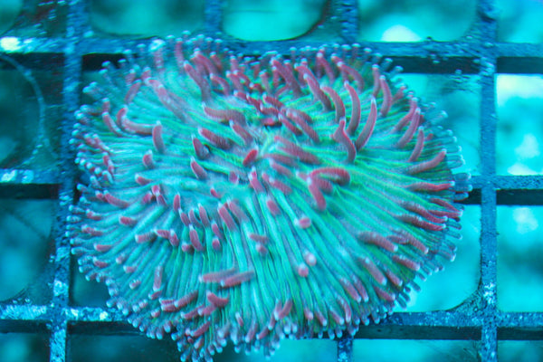 wholesale_coral - saltwater_fish saltwater_coral - rare corals - coralsdepot - Corals_Depot - live_corals - eye-catching-coral quality_marine_fish -quality-marine discoun