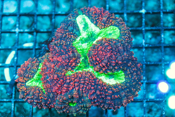 wholesale_coral - saltwater_fish saltwater_coral - rare corals - coralsdepot - Corals_Depot - live_corals - eye-catching-coral quality_marine_fish -quality-marine discoun