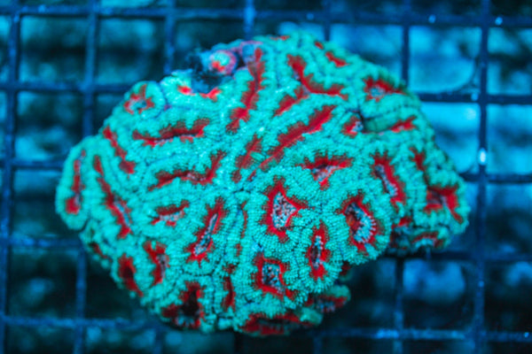 wholesale_coral - saltwater_fish saltwater_coral - rare corals - coralsdepot - Corals_Depot - live_corals - eye-catching-coral quality_marine_fish -quality-marine discoun
