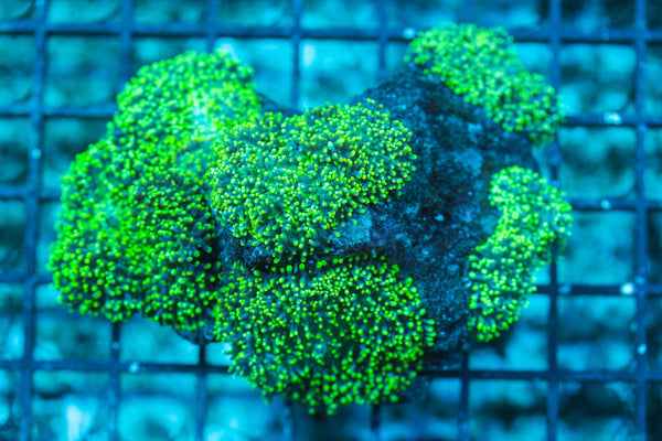 wholesale_coral - saltwater_fish saltwater_coral - rare corals - coralsdepot - Corals_Depot - live_corals - eye-catching-coral quality_marine_fish -quality-marine discoun