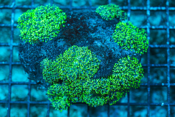 wholesale_coral - saltwater_fish saltwater_coral - rare corals - coralsdepot - Corals_Depot - live_corals - eye-catching-coral quality_marine_fish -quality-marine discoun