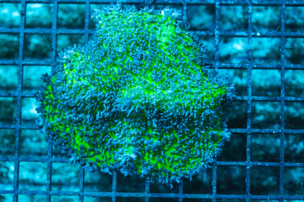 wholesale_coral - saltwater_fish saltwater_coral - rare corals - coralsdepot - Corals_Depot - live_corals - eye-catching-coral quality_marine_fish -quality-marine discoun