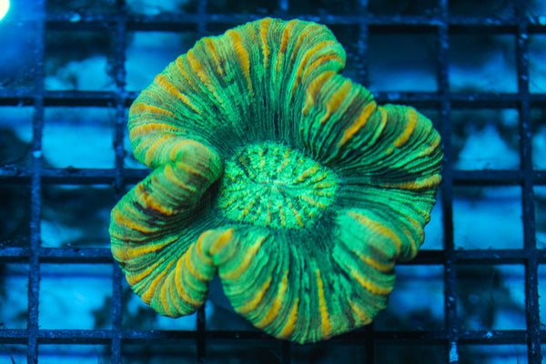 wholesale_coral - saltwater_fish saltwater_coral - rare corals - coralsdepot - Corals_Depot - live_corals - eye-catching-coral quality_marine_fish -quality-marine discoun