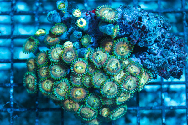wholesale_coral - saltwater_fish saltwater_coral - rare corals - coralsdepot - Corals_Depot - live_corals - eye-catching-coral quality_marine_fish -quality-marine discoun