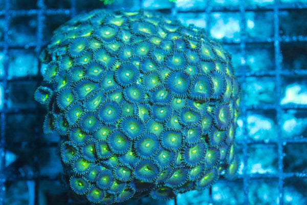 wholesale_coral - saltwater_fish saltwater_coral - rare corals - coralsdepot - Corals_Depot - live_corals - eye-catching-coral quality_marine_fish -quality-marine discoun