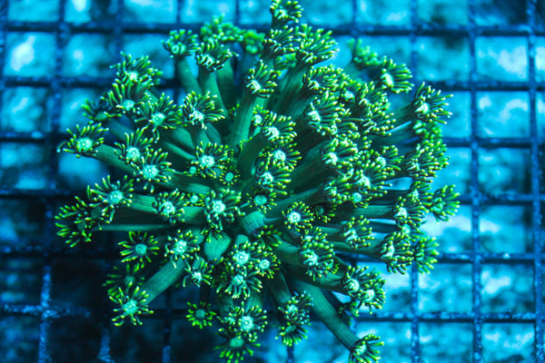 wholesale_coral - saltwater_fish saltwater_coral - rare corals - coralsdepot - Corals_Depot - live_corals - eye-catching-coral quality_marine_fish -quality-marine discoun