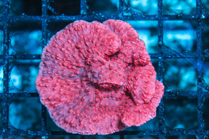wholesale_coral - saltwater_fish saltwater_coral - rare corals - coralsdepot - Corals_Depot - live_corals - eye-catching-coral quality_marine_fish -quality-marine discoun