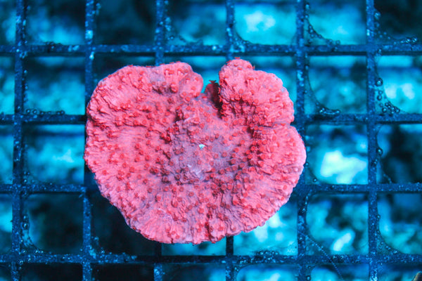 wholesale_coral - saltwater_fish saltwater_coral - rare corals - coralsdepot - Corals_Depot - live_corals - eye-catching-coral quality_marine_fish -quality-marine discoun