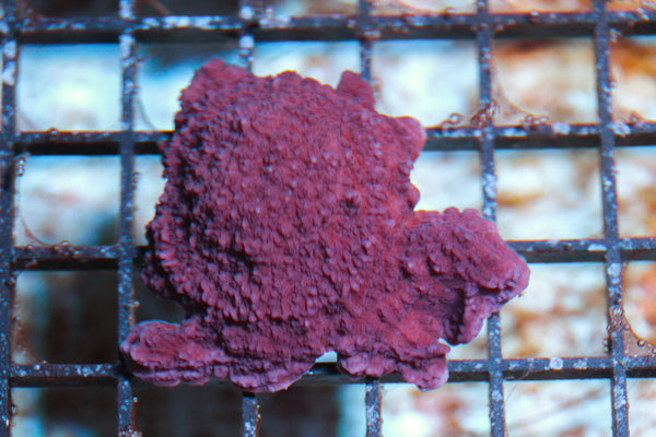 wholesale_coral - saltwater_fish saltwater_coral - rare corals - coralsdepot - Corals_Depot - live_corals - eye-catching-coral quality_marine_fish -quality-marine discoun