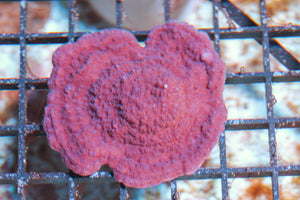 wholesale_coral - saltwater_fish saltwater_coral - rare corals - coralsdepot - Corals_Depot - live_corals - eye-catching-coral quality_marine_fish -quality-marine discoun