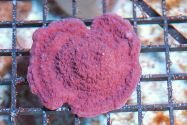wholesale_coral - saltwater_fish saltwater_coral - rare corals - coralsdepot - Corals_Depot - live_corals - eye-catching-coral quality_marine_fish -quality-marine discoun