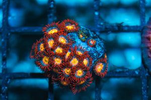 wholesale_coral - saltwater_fish saltwater_coral - rare corals - coralsdepot - Corals_Depot - live_corals - eye-catching-coral quality_marine_fish -quality-marine discoun