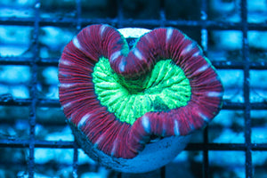 wholesale_coral - saltwater_fish saltwater_coral - rare corals - coralsdepot - Corals_Depot - live_corals - eye-catching-coral quality_marine_fish -quality-marine discoun
