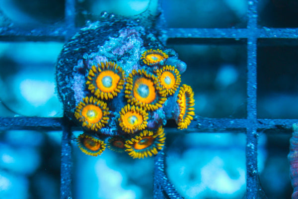 wholesale_coral - saltwater_fish saltwater_coral - rare corals - coralsdepot - Corals_Depot - live_corals - eye-catching-coral quality_marine_fish -quality-marine discoun