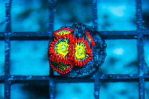 wholesale_coral - saltwater_fish saltwater_coral - rare corals - coralsdepot - Corals_Depot - live_corals - eye-catching-coral quality_marine_fish -quality-marine discoun