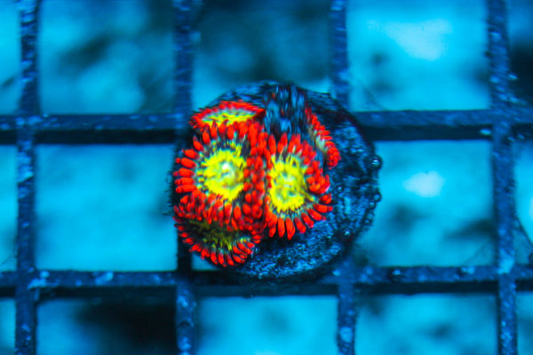 wholesale_coral - saltwater_fish saltwater_coral - rare corals - coralsdepot - Corals_Depot - live_corals - eye-catching-coral quality_marine_fish -quality-marine discoun