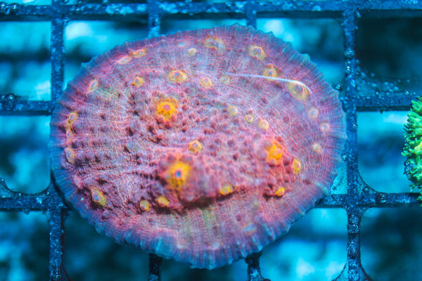 wholesale_coral - saltwater_fish saltwater_coral - rare corals - coralsdepot - Corals_Depot - live_corals - eye-catching-coral quality_marine_fish -quality-marine discoun