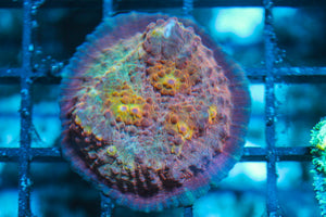 wholesale_coral - saltwater_fish saltwater_coral - rare corals - coralsdepot - Corals_Depot - live_corals - eye-catching-coral quality_marine_fish -quality-marine discoun