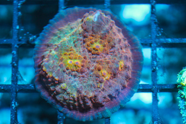 wholesale_coral - saltwater_fish saltwater_coral - rare corals - coralsdepot - Corals_Depot - live_corals - eye-catching-coral quality_marine_fish -quality-marine discoun