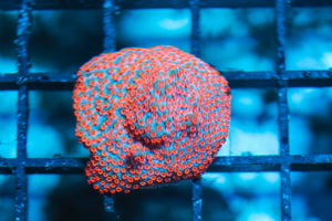 wholesale_coral - saltwater_fish saltwater_coral - rare corals - coralsdepot - Corals_Depot - live_corals - eye-catching-coral quality_marine_fish -quality-marine discoun