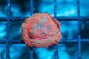 wholesale_coral - saltwater_fish saltwater_coral - rare corals - coralsdepot - Corals_Depot - live_corals - eye-catching-coral quality_marine_fish -quality-marine discoun