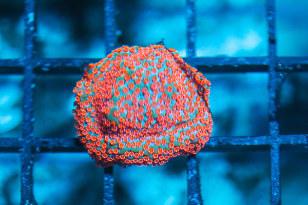 wholesale_coral - saltwater_fish saltwater_coral - rare corals - coralsdepot - Corals_Depot - live_corals - eye-catching-coral quality_marine_fish -quality-marine discoun