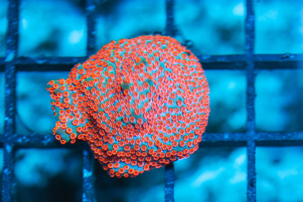 wholesale_coral - saltwater_fish saltwater_coral - rare corals - coralsdepot - Corals_Depot - live_corals - eye-catching-coral quality_marine_fish -quality-marine discoun